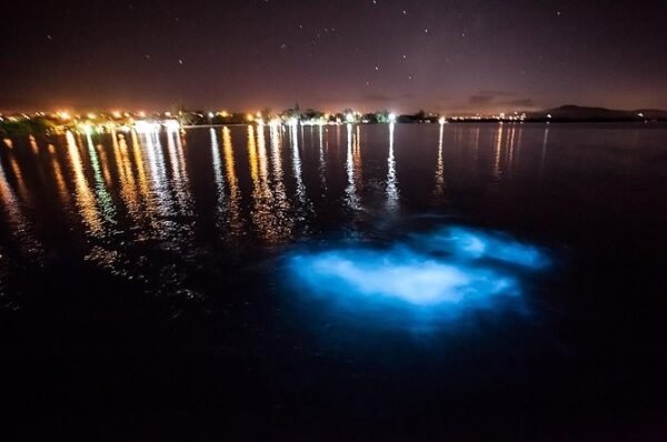 Luminous Lagoon & Dinner