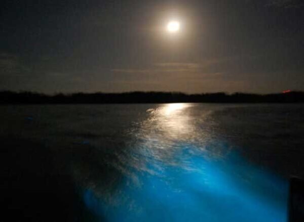 Moon shining over the Luminous Lagoon in Jamaica