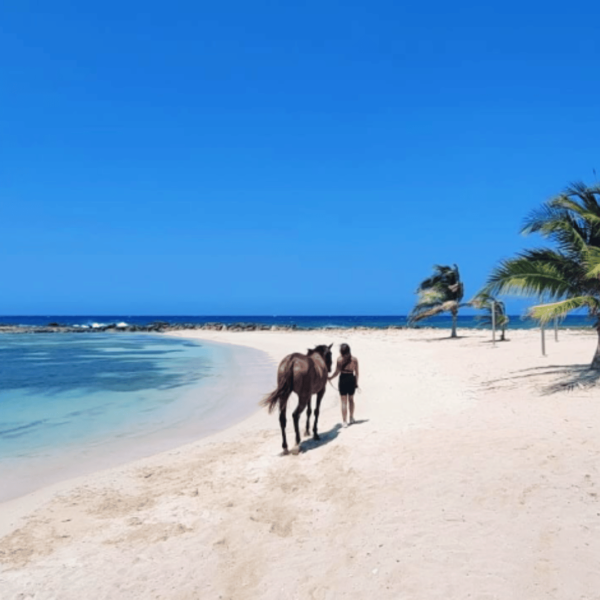 Horseback Riding Jamaica