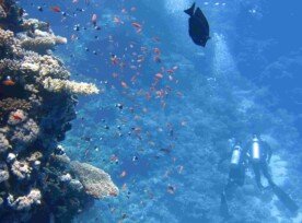 Scuba Diving in Jamaica